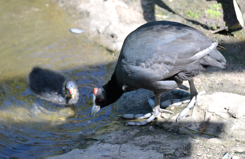 World of Birds Wildlife Sanctuary.